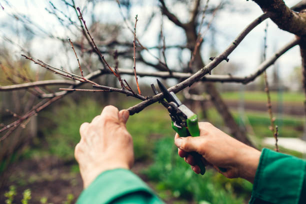 istock Man pruning tree with clippers. Male farmer cuts branches in spring garden with pruning shears or secateurs 1144334969
