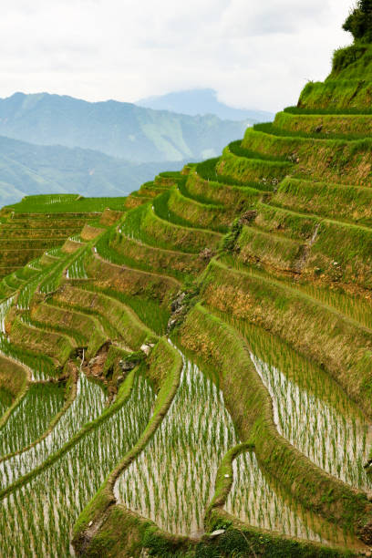 istock Longsheng rice terraces landscape in China 1144335160
