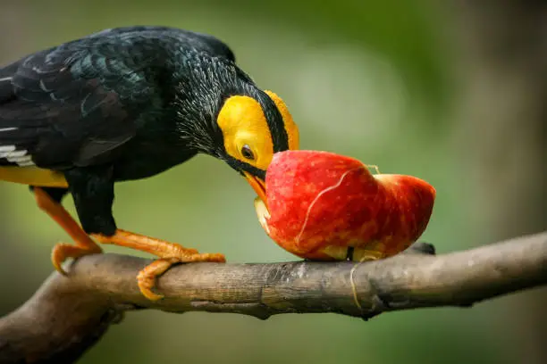 Photo of Yellow-faced myna in aviary park