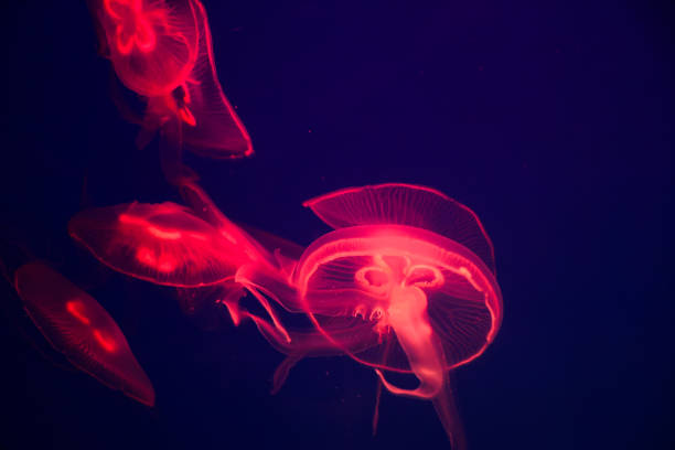 istock Aurelia aurita jellyfish in aquarium 1144335294