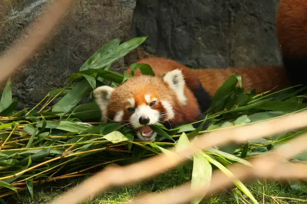 Red panda laying down and eating bamboo leaves