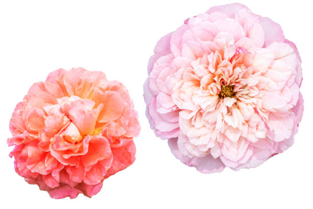 istock Yellow,Pink,white  Rose flower on white background . 1144336280