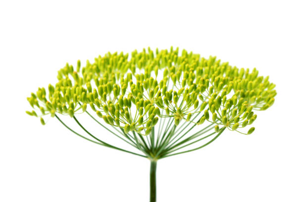 istock Wild fennel flower, isolated vertically. 1144337376
