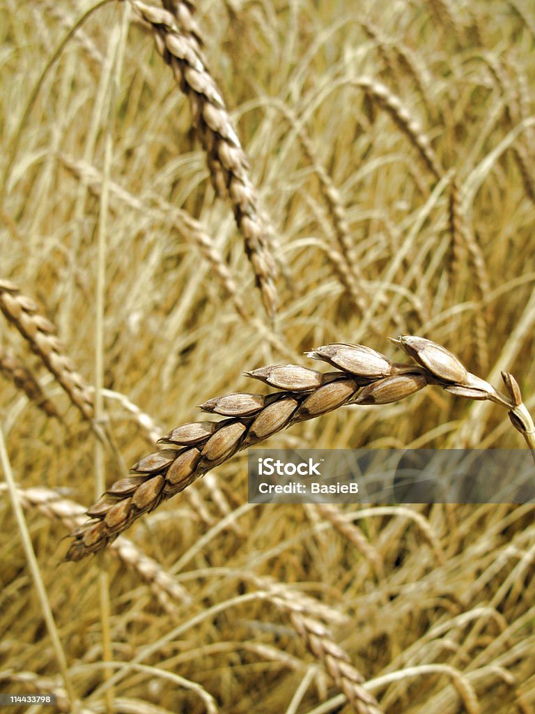 Triticum spelta-Dinkel - Lizenzfrei Alt Stock-Foto