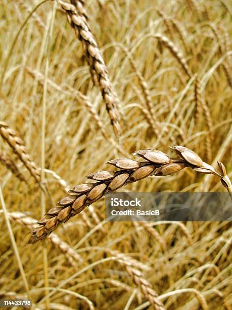 Triticum Speltadinkel Stockfoto und mehr Bilder von Alt - Alt, Dinkel, Ernten