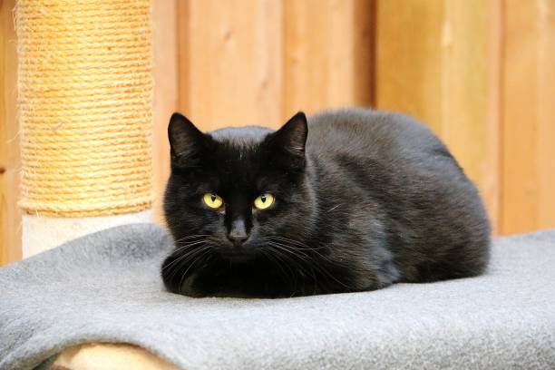 istock beautiful black cat is lying on the scratching post and looking to the camera 1144337998