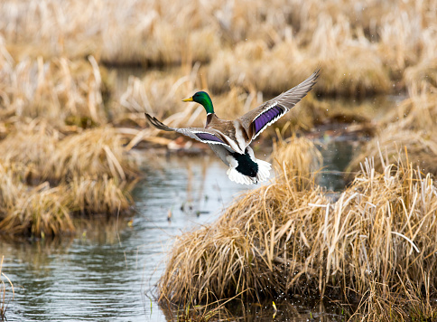 Mallard Duck Flying photo