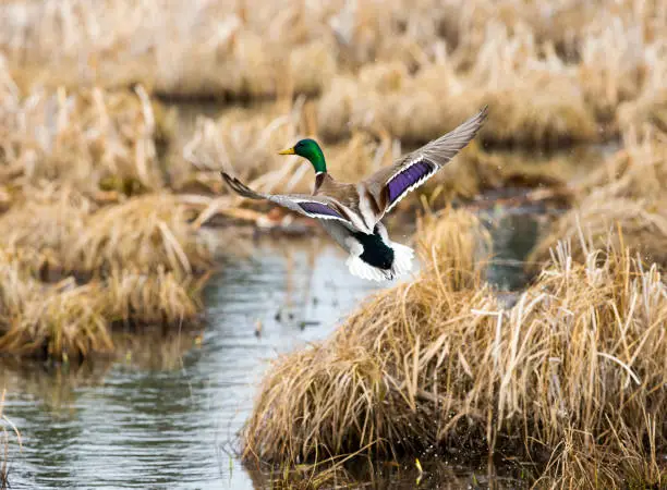 Photo of Mallard Duck Flying