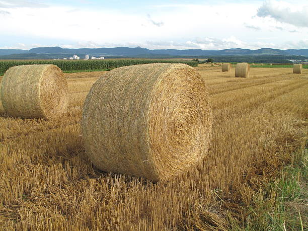 Hay roll closeup, coiled up with rope. Hay texture, background image. Space for text. Copy space.