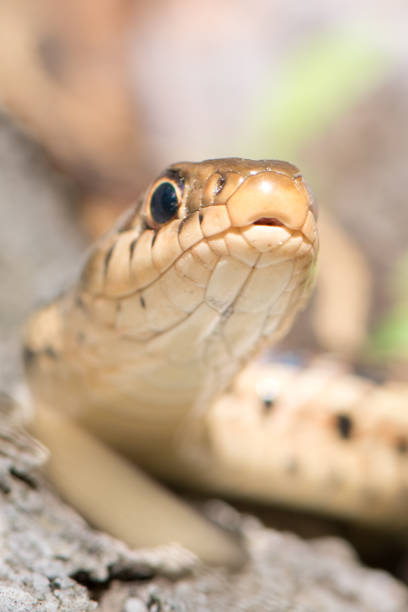istock Garter Snake - Ribbon Snake 1144339231