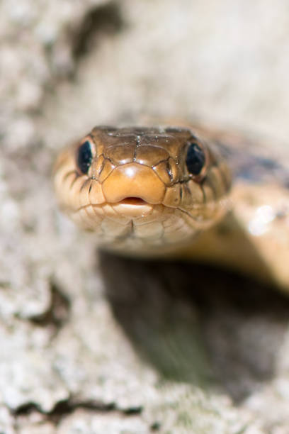 istock Garter Snake - Ribbon Snake 1144339234