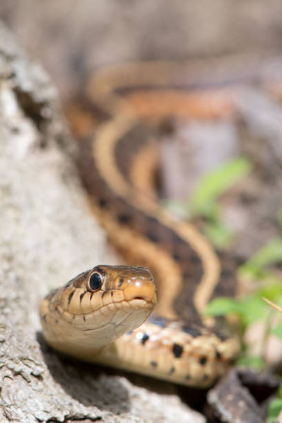 istock Garter Snake - Ribbon Snake 1144339249