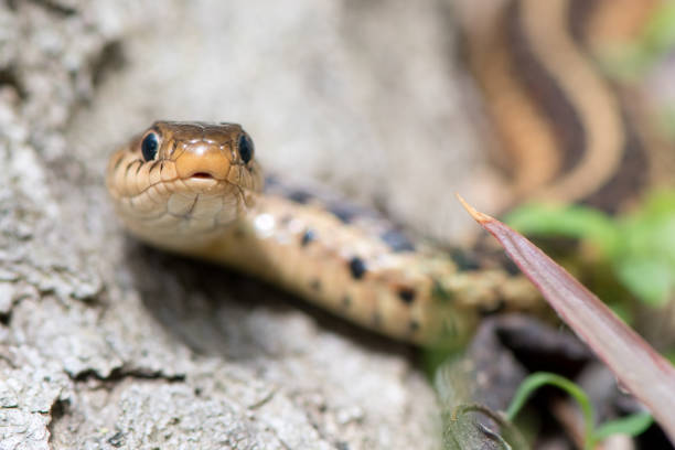 istock Garter Snake - Ribbon Snake 1144339257