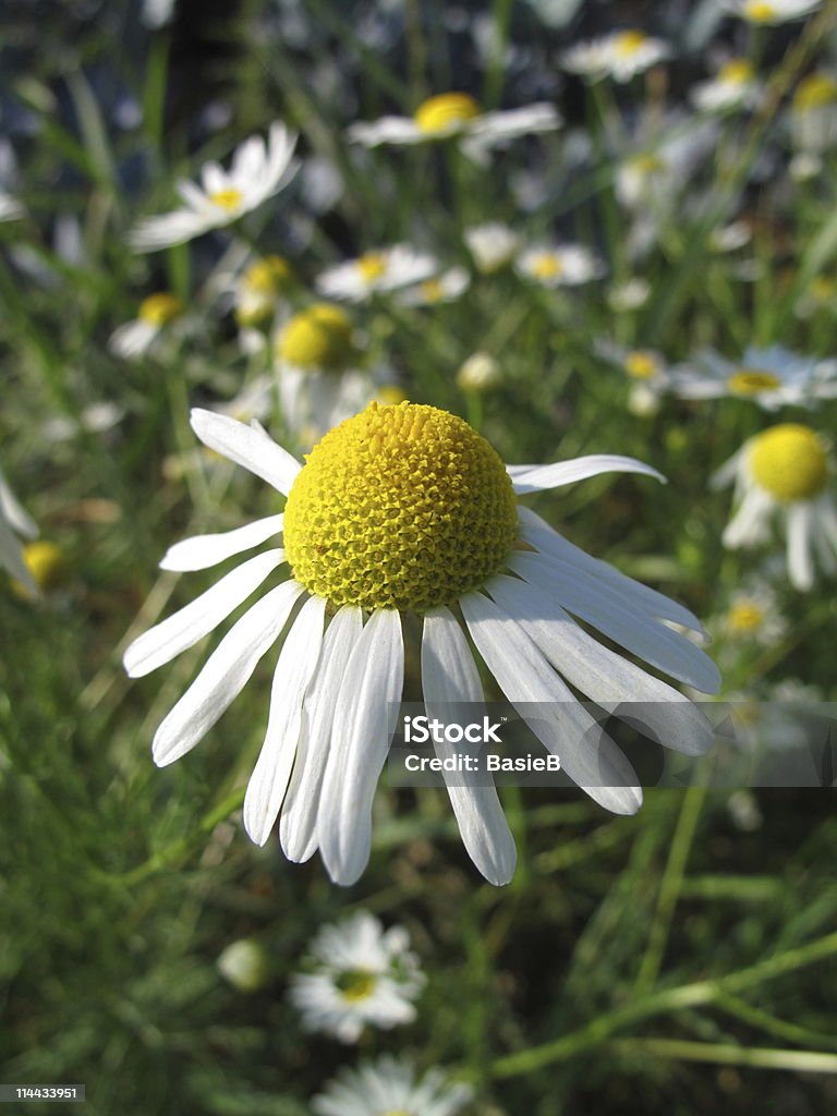 Fleur de camomille - Photo de Blanc libre de droits