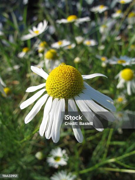 Photo libre de droit de Fleur De Camomille banque d'images et plus d'images libres de droit de Blanc - Blanc, Camomille - Plante aromatique, Capitule