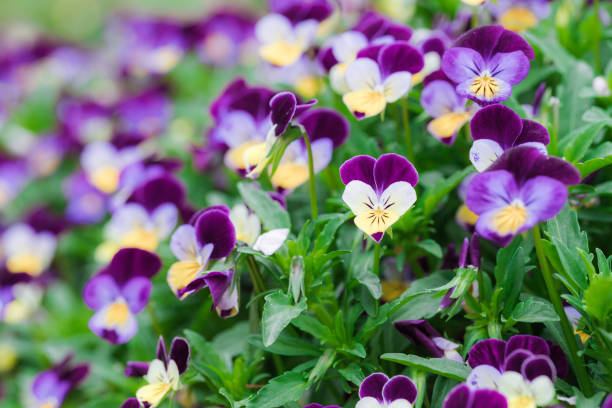 Viola Pansy Flowers in the Garden