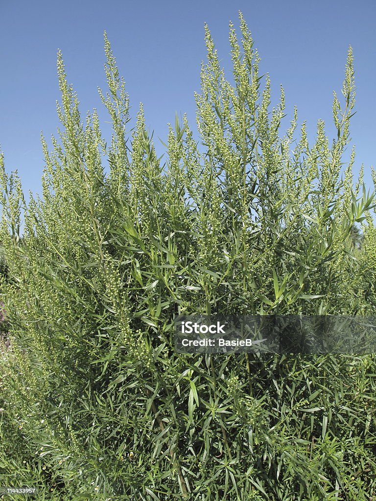 Artemisia dracunculus-Estragon - Lizenzfrei Estragon Stock-Foto