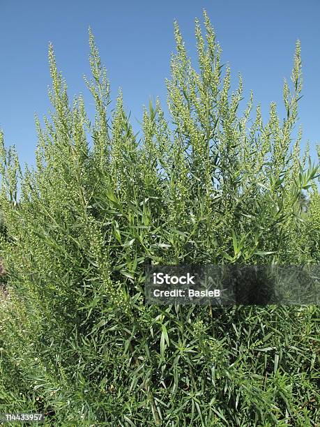 Foto de Artemisia Dracunculus De Estragão e mais fotos de stock de Comida - Comida, Céu Claro, Ensolarado