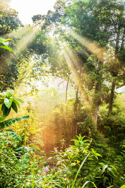 istock Sun ray view by the jungle bushes for text adding background 1144339595