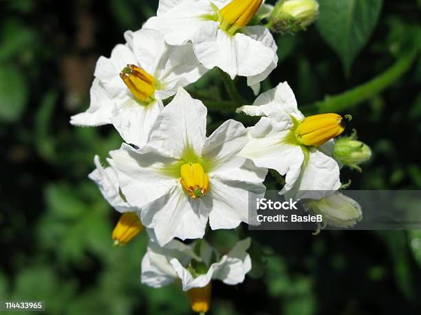 Blühendekartoffel Stockfoto und mehr Bilder von Blatt - Pflanzenbestandteile - Blatt - Pflanzenbestandteile, Blume, Blüte