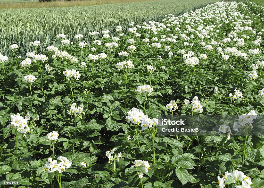 Papas Campo de flores - Foto de stock de Agricultura libre de derechos