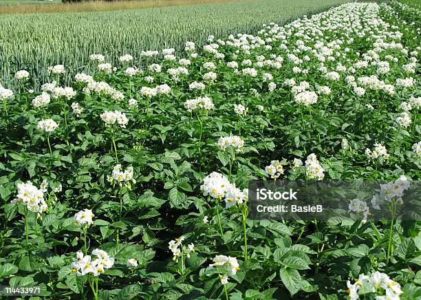 Papas Campo De Flores Foto de stock y más banco de imágenes de Agricultura - Agricultura, Aire libre, Aislado