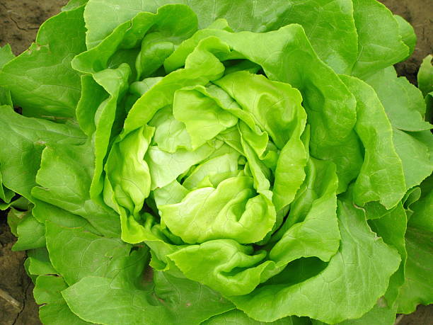 Aerial view of a green lettuce head stock photo