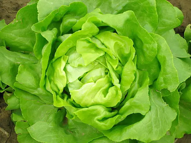 Photo of Aerial view of a green lettuce head