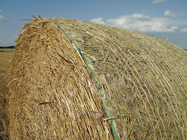 istock Round bales of straw 114433998