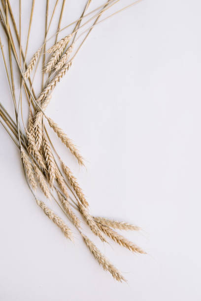 istock Beautiful wheat framing the space, top view flat lay 1144340283