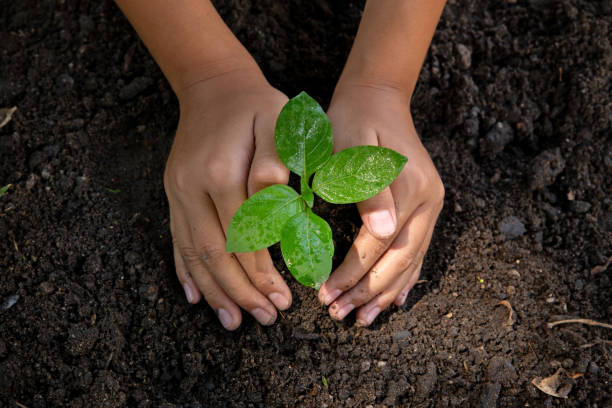 istock Child hands planting and caring young tree on black soil as save world concept.Environment Earth Day 1144340431