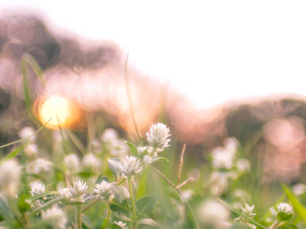 istock Field with wild grass wildflowers  flowers during sunlight 1144340445