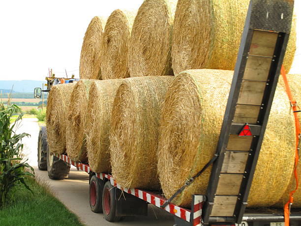 istock Round bales of straw 114434090