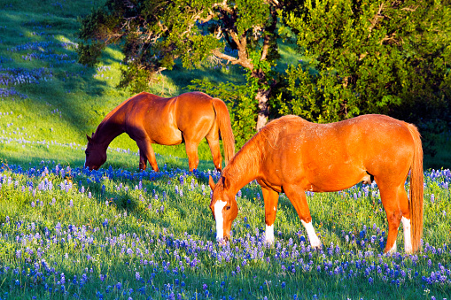 Early morning image of a horse with Bluebonnets near Ennis, Texas