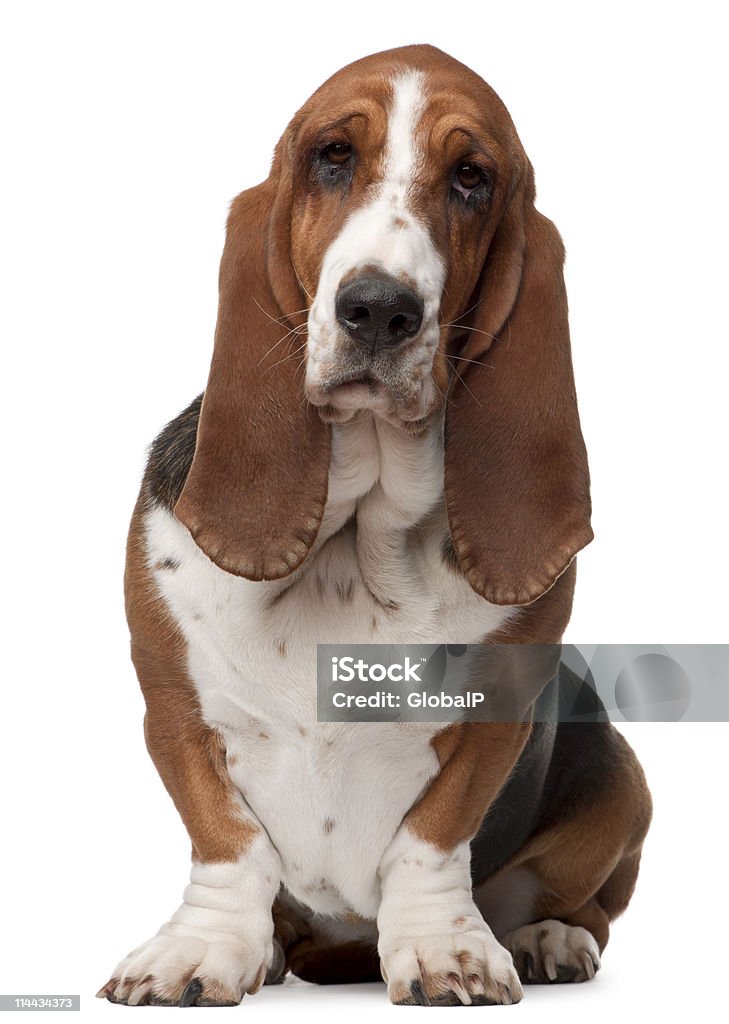 Bassett hound dog with droopy eyes Basset Hound, two years old, sitting in front of white background. Basset Hound Stock Photo