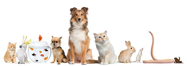 istock Group of pets sitting, white background. 114434398