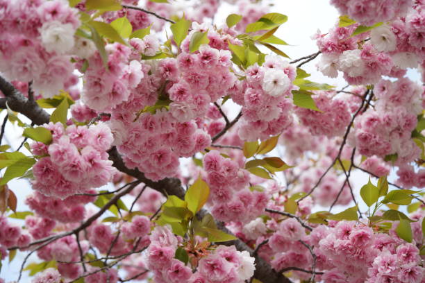 Double-flowered Cherry Pink blossom of Double-flowered Cherry double flower stock pictures, royalty-free photos & images