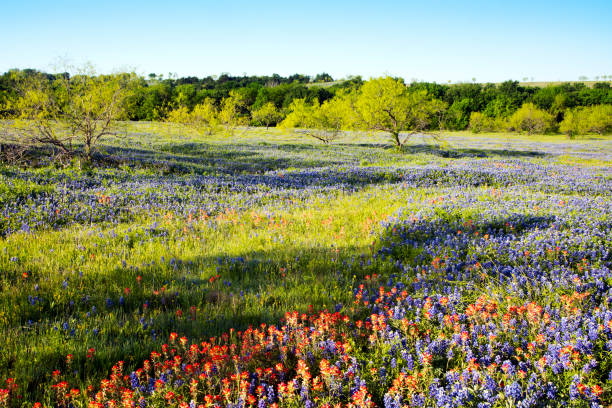istock Bluebonnet filled Meadow near Ennis, Texas 1144346177