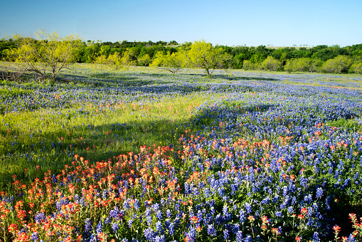Spring wildflowers at a ranch in Texas