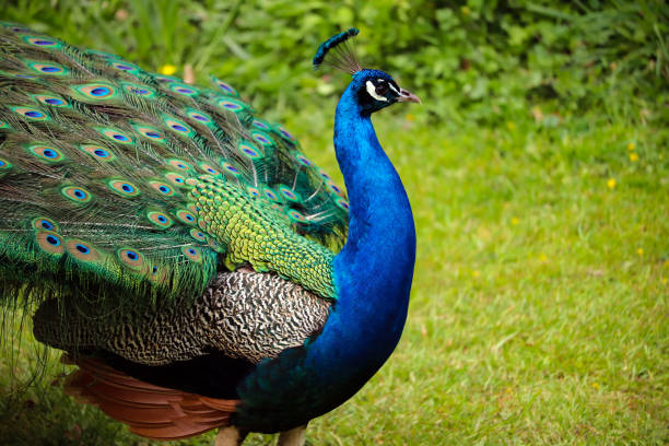 istock Male Peacock Outside 1144346428