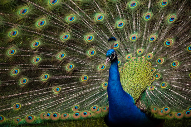 istock Male Peacock Outside 1144346561