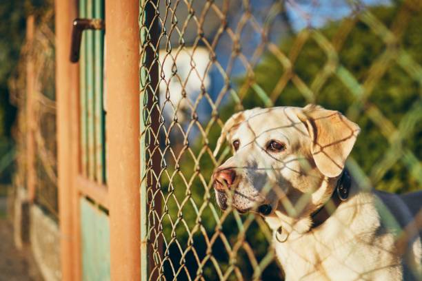 フェンスの後ろに待っている犬 - security alertness canine pets ストックフォトと画像