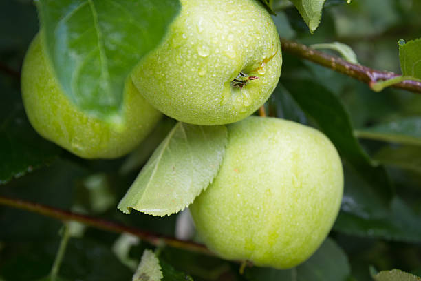 istock Green and wet apple on the branch. Close up. 114434709