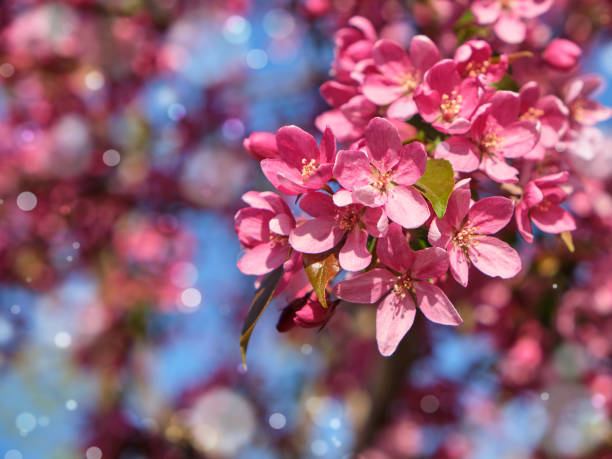 istock branch of decorative cherry with pink flowers 1144347643