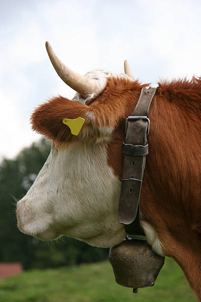 istock cow with cowbell 114434881