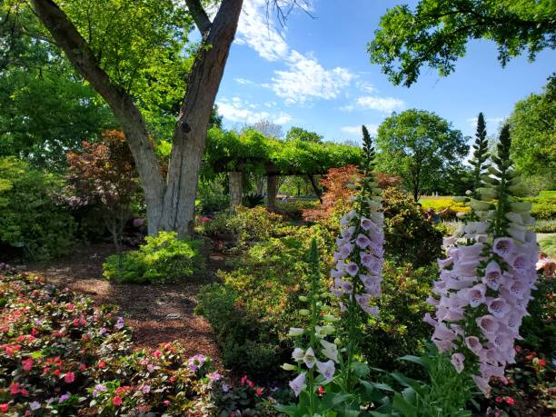istock Landscaping at Dallas 3 1144348883