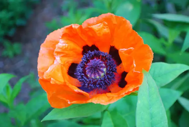 Garden with a blooming oriental poppy flower blossom.