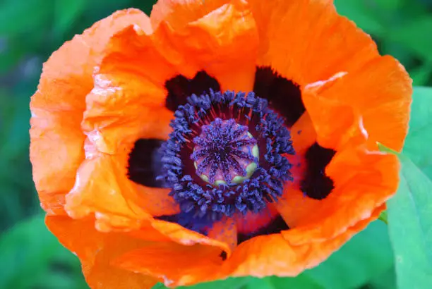 Orange oriental poppy flower blossom up close and personal.