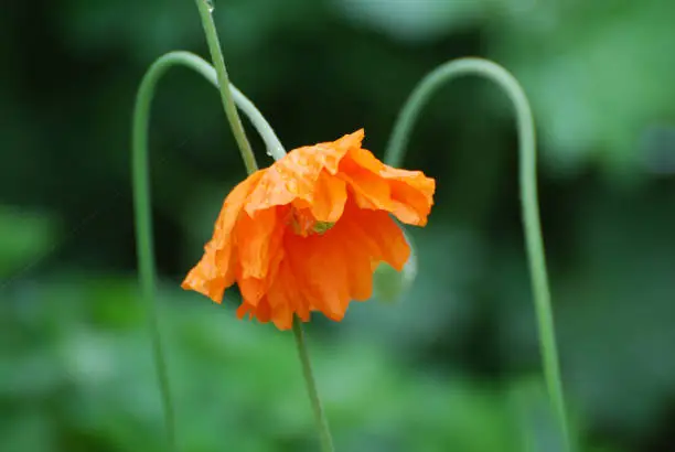 Garden with a blooming orange California poppy flower.