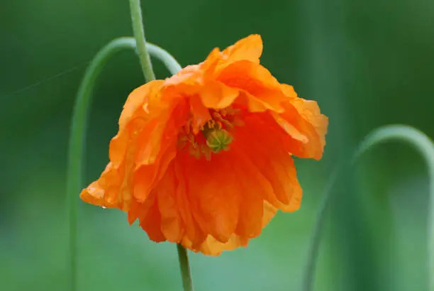 Flowering California poppy flower blossom up close and personal.